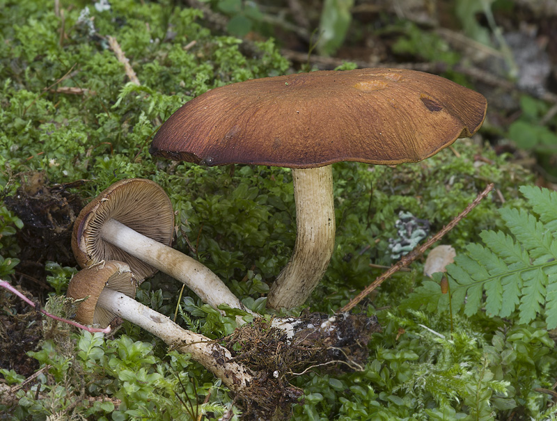 Psathyrella pertinax